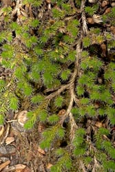 selaginella hansenii thumbnail graphic